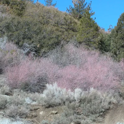 Pink leafless stems in winter