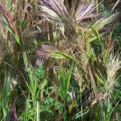 Stand of red brome