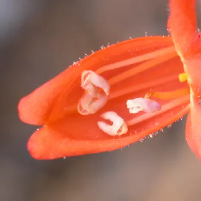 Anthers