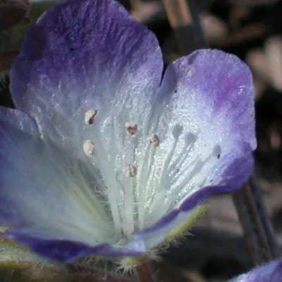 Close-up of flower showing stamens