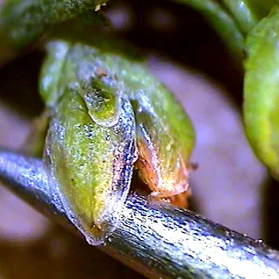Close-up of phyllaries